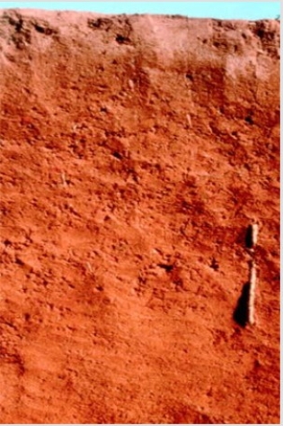 The soil shown in the photograph below has a reddish tint,which may mean that   A) it has abundant aluminum and/or iron oxides. B) it contains abundant organic matter. C) it has been waterlogged at some point. D) there are salts or other minerals that have been deposited by the evaporation of water.