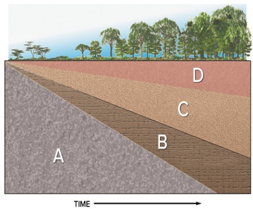 In the diagram below,regolith forms in which area?   A) A B) B C) C D) D