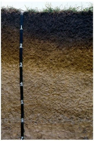 The diagram below is most likely from   A) humid environment because of the abundant organic matter and evidence of oxidation. B) dry environment because of the visible lack of soil erosion. C) a waterlogged environment because there is strong evidence of anaerobic conditions. D) a temperate environment because of the well-developed horizons.