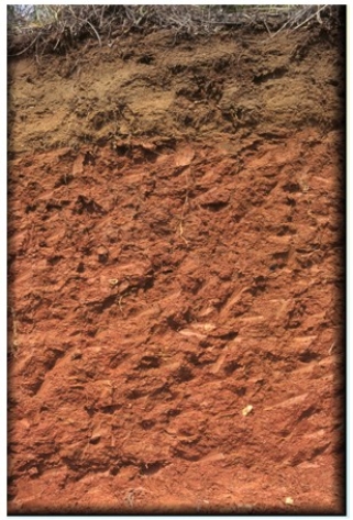 The thick ________ horizon in the soil profile shown in the diagram below is one of the distinguishing features of the ________ soil type.   A) B; Ultisol B) O; Ultisol C) B; Oxisol D) O; Oxisol