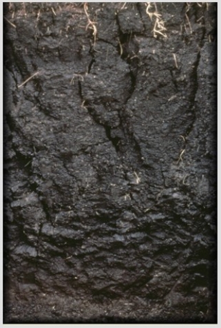 The absence of a layered structure in the soil pictured below occurs because   A) leaching is so strong that it removes the distinguishing features of each layer. B) swelling as the soil absorbs water and shrinking as it dries out removes the horizonation. C) calcification has caused caliche to be left behind in all of the horizons. D) volcanic ash has penetrated very deeply beneath the surface in this soil type.