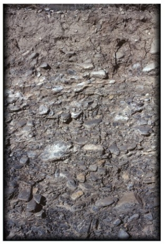 The limited horizonation in the soil type pictured below occurs because   A) the subsurface is covered by permafrost. B) precipitation is limited. C) volcanic ash has penetrated very deeply beneath the surface in this soil type. D) leaf litter is so abundant that it tends to leach downward across all of the layers.