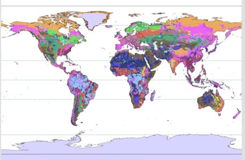 In the world map below,the color that represents soils that are least mature is   A) pink. B) light green. C) dark green. D) yellow.