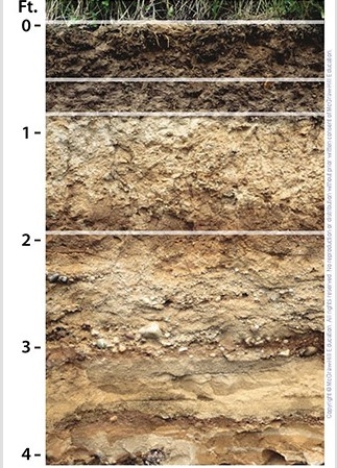 The eluviation in this Alfisol is most evident at a depth of ________ feet.   A) 0.5 B) 1 C) 2 D) 3