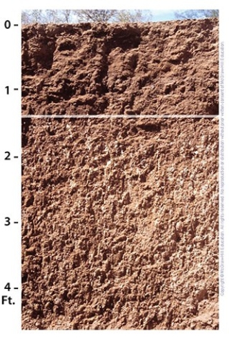 The calcium carbonate in the B horizon indicates this is a(n)    A) Inceptisol. B) Alfisol. C) Aridisol. D) Gelisol. E) Mollisol.