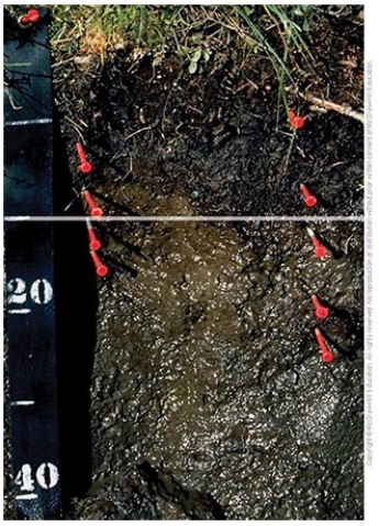 This soil,which is frozen most of the time,is a(n)    A) Inceptisol. B) Alfisol. C) Aridisol. D) Gelisol. E) Mollisol.