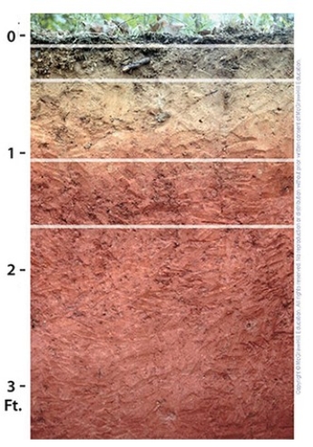This soil from the southeastern United States is a(n)    A) Inceptisol. B) Alfisol. C) Aridisol. D) Ultisol. E) Mollisol.