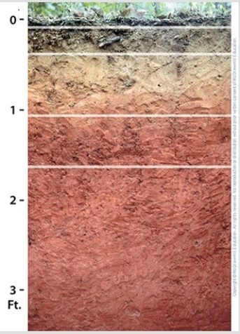 What does the deep red color in this soil profile suggest?   A) Magnesium is present because the area was recently submerged beneath a shallow sea B) Glaciers have scoured the landscape C) Iron-bearing minerals have been leached downward D) The soils are water logged most of the time E) There is an extreme amount of organic material throughout the profile