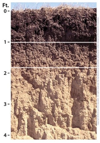 The B layer in this soil is loess.What soil order does it belong to?   A) Inceptisol B) Alfisol C) Aridisol D) Ultisol E) Mollisol