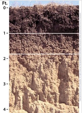 This soil profile is in an area where   A) rainy conditions persist year-round. B) dry conditions persist year-round. C) conditions are neither too wet nor too dry.