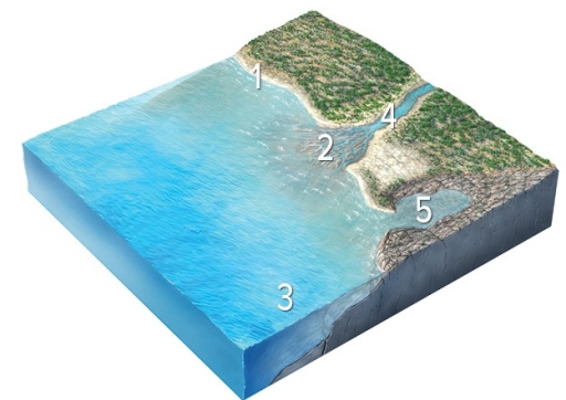 Which site will most likely experience rapid erosion?   A) 1,cliffs composed of hard rocks B) 2,sediments in a delta C) 3,the seafloor deep beneath the waves D) 4,the coastline of a bay E) 5,the coastline in a branching embayment