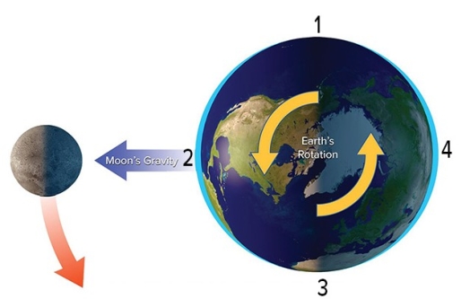 With the Moon in this position,which area will experience low tide?   A) 1 B) 2 C) 3 D) 1 and 3 E) 2 and 4