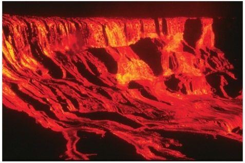 What type of eruption is shown in this photograph?   A) Lava flow B) Lava dome C) Lava fountain D) Pyroclastic column E) Pyroclastic flow