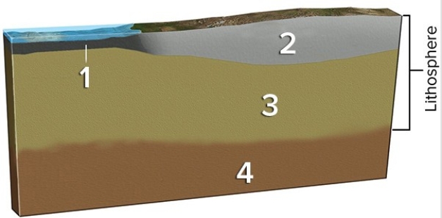 Which of the layers in the diagram below are rigid?   A) 1 and 2 B) 2 and 3 C) 1,2,and 3 D) All of them are correct.