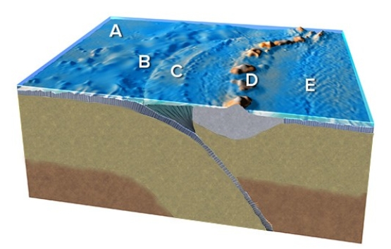 Which feature on this figure is formed by bending of the subducted plate?   A) A B) B C) C D) D E) E
