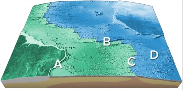 On the accompanying figure,what type of feature is located in the area of letter C?   A) Transform fault B) Midocean ridge C) Linear island chain D) Fracture zone