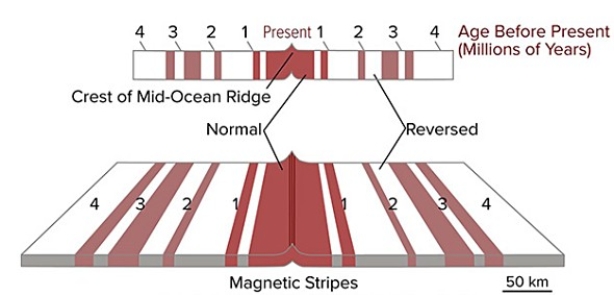If the area shown in this figure is 240 kilometers wide and the oldest crest is 4 million years old,what was the approximate rate of seafloor spreading across this ridge?   A) 0.24 kilometers per million years B) 2.4 kilometers per million years C) 60 kilometers per million years D) 240 kilometers per million years E) 960 kilometers per million years