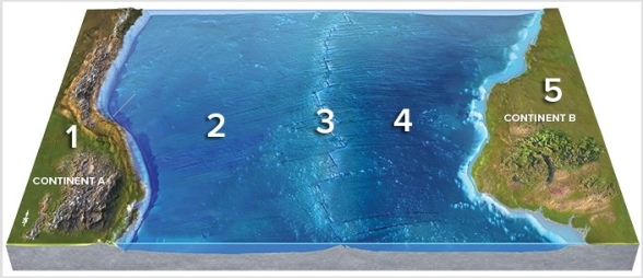 Which location on this figure from the Investigation is located on a convergent plate boundary?   A) 1 B) 2 C) 3 D) 4 E) 5