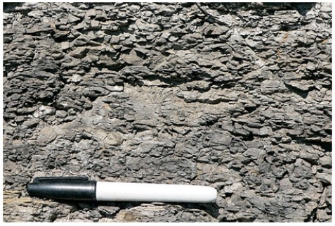 The type of rock shown in this photograph is   A) conglomerate. B) breccia. C) sandstone. D) shale.