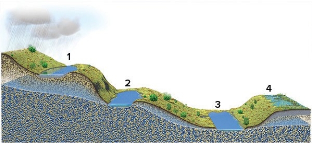 Of these four lakes,which ones are above the water table?   A) 1 and 2 B) 2 and 3 C) 3 and 4 D) 1 and 4 E) None of these are correct.