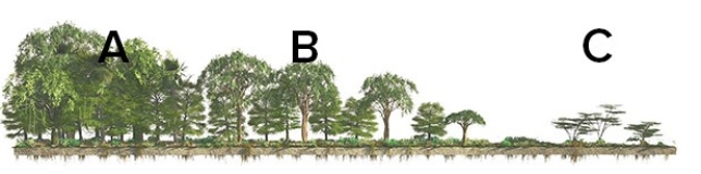 Given that climate correlates closely with vegetation,what letter approximates the type of vegetation you would see for an Am climate?   A) A B) B C) C