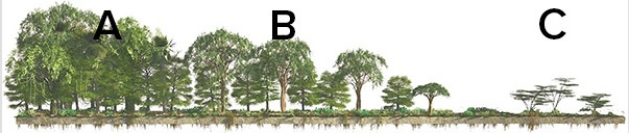 Given that climate correlates closely with vegetation,what letter approximates the type of vegetation you would see for an Aw climate?   A) A B) B C) C