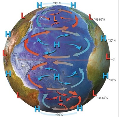In the Northern Hemisphere,cold currents tend to flow from the ________.In the Southern Hemisphere,warm currents tend to flow from the ________.   A) south; south B) north; north C) south; north D) north; south