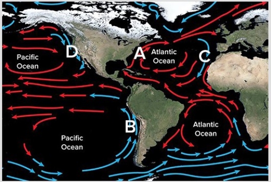Which of the following shows the location of the Humbolt Current?   A) A B) B C) C D) D