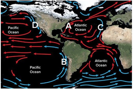 Which of the following shows the location of the Gulf Stream?   A) A B) B C) C D) D