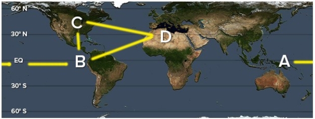 Walker-like cells are found between:   A) A and B B) B and C C) C and D D) B and D