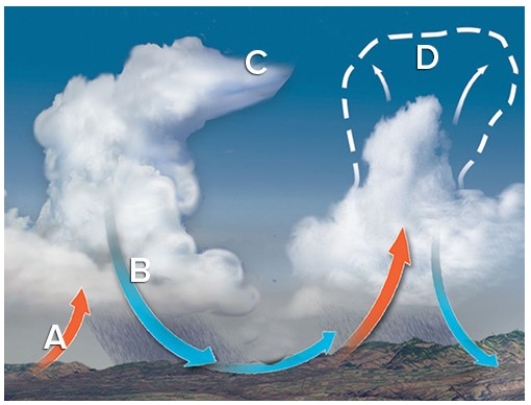 The best evidence of vertical wind shear in this development of a multicell thunderstorm is at   A) A. B) B. C) C. D) D.