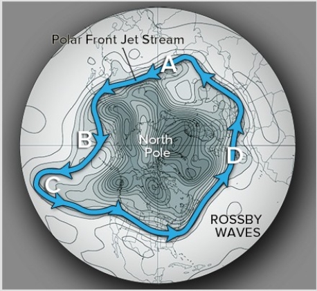 Which of the following locations shows the best development of a Rossby wave ridge?   A) A B) B C) C D) D