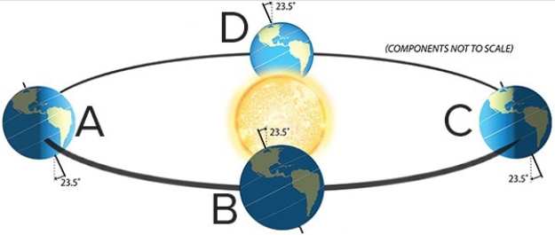 Which of the letters represents the summer solstice for the Northern Hemisphere?   A) A B) B C) C D) D