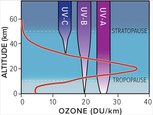 The atmosphere is mainly transparent to this form of ultraviolet radiation?   A) UV-C B) UV-B C) UV-A D) The atmosphere is equally transparent to UV-A,UV-B,and UV-C radiation.