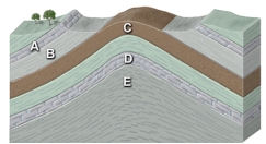 Which site in the accompanying cross section is the most likely setting for an oil field?   A) limestone at A B) shale at B C) sandstone at C D) limestone at D E) thick shale at E