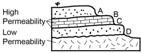 Which of the sites on this cross section would be the most likely place for a spring?   A) A B) B C) C D) D