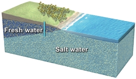 What could happen if this well is overpumped?   A) it will run out of water and become a dry well B) it will yield more water over time C) the water table will drop,causing sand to flow into the well D) the bottom of the lens of fresh water will rise,causing the well to draw in salt water