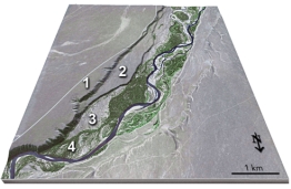 This figure shows four numbered river terraces,with 1 being the highest and 4 being the lowest.Which is the youngest terrace?   A) 1 B) 2 C) 3 D) 4
