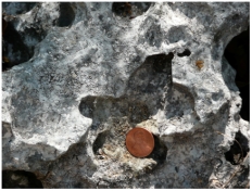What is the main type of weathering illustrated by this weathered limestone?   A) physical weathering B) dissolution C) oxidation D) exfoliation