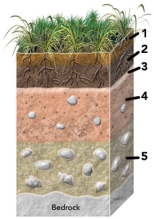 Which of the numbered soil horizons are most likely to represent an accumulation of organic debris?   A) 1 and 2 B) 2 and 3 C) 3 and 4 D) 4 and 5 E) all of these