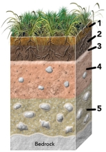 Which of the numbered soil horizons is most likely to have remnants of weathered bedrock?   A) 1 B) 2 C) 3 D) 4 E) 5