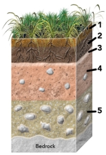 Which of the numbered soil horizons is most likely to have clay or calcium carbonate?   A) 1 B) 2 C) 3 D) 4 E) 5