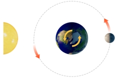 With the Sun and Moon in this position,what does the side of the earth facing the moon experience?   A) a normal high tide B) a normal low tide C) a spring tide D) a neap tide