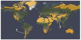 The area marked by number 2 on this figure is a desert primarily because:   A) it is in the rainshadow of a mountain range B) it is cooled by cold currents from the Arctic C) it is within the interior of a continent D) it experiences dry,descending air in the subtropics