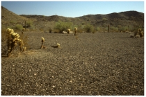 Which of the following landscape features is shown in this photograph?   A) caliche B) playa C) sand dune D) desert pavement E) rain forest