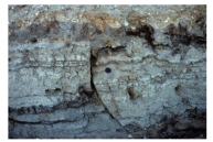 In the trench pictured to the right,the information most important to a geologist studying a prehistoric earthquake is:   A) there are layers of sediment and soil B) the sediment is light colored C) there is a vertical crack in the trench wall D) the layers have been offset a measurable distance across a crack
