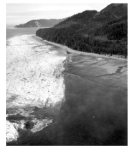 This photograph from the 1964 Alaskan earthquake shows a white area of seafloor that was uplifted during the event.What does this observation specifically suggest about how the earthquake might cause damage?   A) areas on land could be affected by liquefaction B) areas on land could experience landslides C) this earthquake could have caused a tsunami because it offset the seafloor D) the earthquake could have caused fires because it released sulfur-dioxide gas