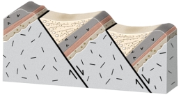What will happen during movement on these normal faults?   A) the crust will thicken and the region will be uplifted B) the crust will thin and the region will be uplifted C) the fault blocks will rotate in the same direction,like books sliding on a shelf D) the blocks will be uplifted or downdropped with only minor rotation