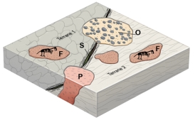 Which feature on this figure formed during the time when these two terranes joined?   A) sediment with fossils (F)  B) the overlapping sedimentary unit (O)  C) the pluton (P)  D) the shear zone and fault (S)  E) all of these