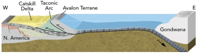 What geologic events are expressed in this cross section showing the interpreted geologic setting of the eastern U.S.during middle Paleozoic time?   A) the collision of an island arc with eastern North America B) the collision of a microcontinent with eastern North America C) a foreland basin D) a future continental collision E) all of these